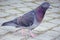 Common Pigeon Walking