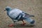 A common pigeon walking