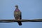 Common pigeon on a wire