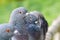 Common Pigeons (Columba livia )