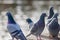 Common Pigeons in group