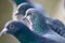 Common Pigeons with one in focus