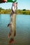 Common pike or Esox lucius on Lip Grip. Pike caught on a small river. Fish closeup.