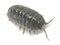 Common pill bug, Armadillidium vulgare isolated on white background