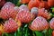 Common pincushion protea