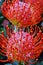 Common pincushion protea