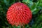 Common pincushion protea