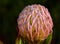 Common pincushion protea