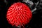 Common pincushion protea