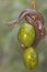 A common pipe snake is looking for prey on the branches of an ambarella tree covered with fruit.