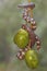 A common pipe snake is looking for prey on the branches of an ambarella tree covered with fruit.