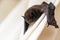 Common pipistrelle (Pipistrellus pipistrellus) a small bat on a