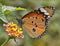 Common plain tiger butterfly