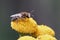 A common  plasterer bee, Colletes daviesanus, on her host plant