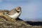 Common plover, Charadrius hiaticula, resting in the coastal area of the Cantabrian Sea. Asturias, Spain
