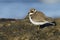 Common plover Charadrius hiaticula, with winter plumage resting on a rock. Asturias, Spain