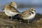 Common plover Charadrius hiaticula, with winter plumage resting on a rock. Asturias, Spain