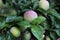 Common plum (Prunus domestica) fruit with leaves on plum tree in the garden