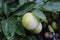 Common plum (Prunus domestica) fruit with leaves on plum tree in the garden