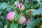 Common plum (Prunus domestica) fruit with leaves on plum tree in the garden