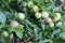 Common plum (Prunus domestica) fruit with leaves on plum tree in the garden