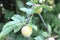 Common plum (Prunus domestica) fruit with leaves on plum tree in the garden