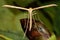 Common plume (Emmelina monodactyla) plume moth