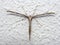 Common Plume Moth, Emmelina monodactyla with rolled wings on wall. AkaT-moth or morning-glory.