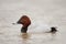 Common pochard