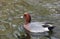 Common Pochard