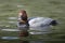 A Common Pochard ( Aythya ferina)