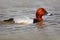 Common Pochard, Aythya ferina, bird in the water. Duck in the nature habitat. Morning sun with bird. Red head bird with grey and b