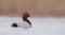 Common Pochard - Aythya ferina - male