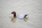 common pochard aythya ferina slow motion shots diving in sukhna lake and splashing about enjoying the water and