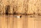 A common pochard Aythya ferina swims on a small pond in southern Germany