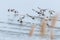 Common Pochard ducks flying over water Aythya ferina