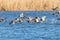 Common Pochard ducks flying over water Aythya ferina