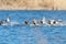 Common Pochard ducks flying over water Aythya ferina