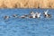 Common Pochard ducks flying over water Aythya ferina