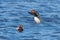 Common Pochard ducks swimming in the lake Aythya ferina