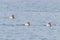 Common Pochard ducks swimming in the lake Aythya ferina