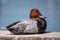 Common pochard male Aythya ferina. Duck resting on a concrete slab.