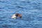 Common Pochard male dive in the lake Aythya ferina