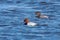 Common Pochard pair swimming in the lake Aythya ferina