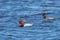 Common Pochard pair swimming in the lake Aythya ferina