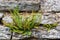 Common polypody at a drystone wall