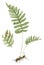 Common polypody Polypodium vulgare botanical drawing over white background
