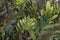 Common polypody polypodium vulgare green plant background. Botanical foliage texture background. Fresh green fern leaves