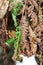 Common polypody Polypodium vulgare plant