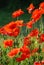 Common poppies